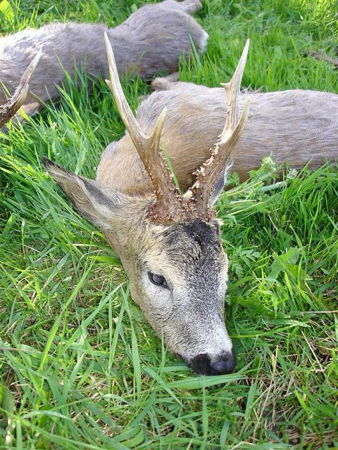 Ole Knudsen.  Hindsholm  17 Maj 2005